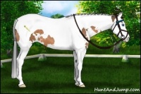 Horse Color:White Spotted Buckskin Splash Tobiano 