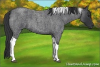 Horse Color:Blue Roan Tobiano 