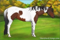 Horse Color:Bay Tobiano 
