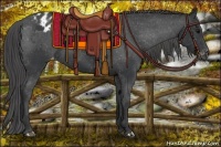 Horse Color:Black Appaloosa 