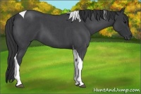 Horse Color:Blue Roan Tobiano 