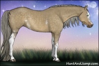 Horse Color:White Spotted Chocolate Palomino Dun Rabicano