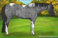 Horse Color:Blue Roan Tobiano