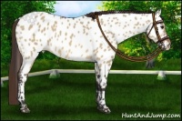Horse Color:Bay Dun Near Leopard