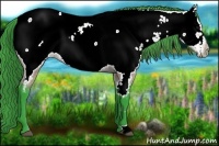 Horse Color:Watercolor Bay Appaloosa 