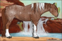 Horse Color:Chestnut Tobiano