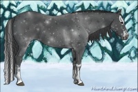 Horse Color:Black Splash 