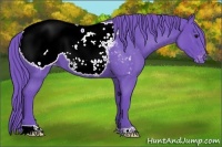 Horse Color:Watercolor Blue Roan Appaloosa 