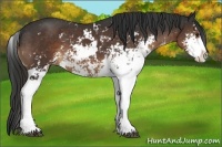 Horse Color:Liver Chestnut Sabino Appaloosa 