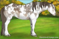 Horse Color:White Spotted Liver Chestnut Splash Appaloosa 