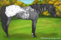 Horse Color:Blue Roan Appaloosa 