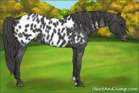 Horse Color:Blue Roan Appaloosa 