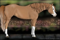 Horse Color:Chestnut Splash 