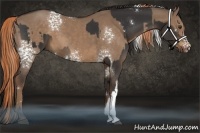 Horse Color:White Spotted Liver Chestnut  and White Spotted Liver Red Dun 