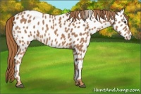 Horse Color:Chestnut Appaloosa 