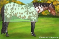 Horse Color:Bay Ice Sabino Near Leopard 