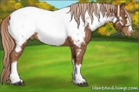 Horse Color:White Spotted Chestnut Near Fewspot Rabicano 