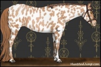 Horse Color:Bay Pearl Appaloosa