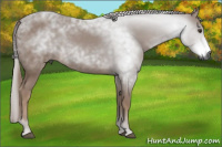 Horse Color:Gray Chestnut 