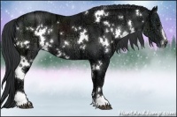 Horse Color:White Spotted Black Chinchilla Ice Sabino 