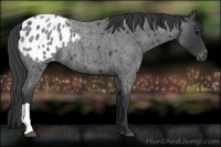 Horse Color:Blue Roan Appaloosa 