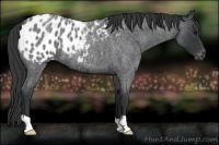 Horse Color:Blue Roan Appaloosa 