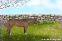 Horse Color:Liver Chestnut Sabino