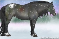 Horse Color:Black Sabino Appaloosa 