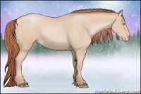 Horse Color:Buckskin Pearl Rabicano 