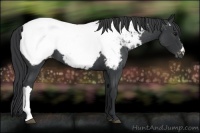 Horse Color:Blue Roan Near Fewspot 