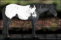 Horse Color:Blue Roan Snowcap 