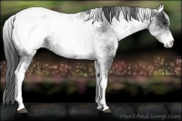 Horse Color:White Spotted Blue Roan Snowcap 