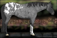 Horse Color:Blue Roan Appaloosa 