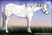Horse Color:Brown Ice Dun Splash Appaloosa 