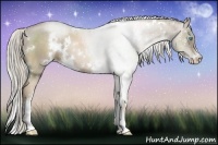 Horse Color:White Spotted Chocolate Palomino Pearl Sabino
