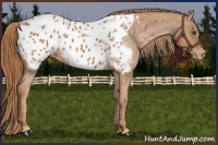Horse Color:Chestnut Appaloosa 
