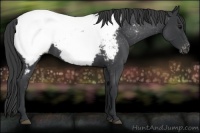 Horse Color:Blue Roan Near Fewspot 