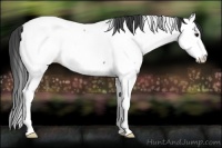 Horse Color:Blue Roan Splash Frame Appaloosa 