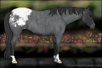 Horse Color:Blue Roan Varnish 