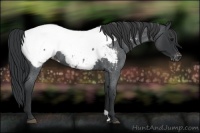 Horse Color:Blue Roan Snowcap 