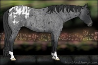 Horse Color:Blue Roan Varnish 