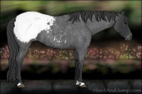 Horse Color:Blue Roan Appaloosa 