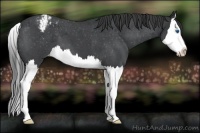 Horse Color:Blue Roan Splash Appaloosa 