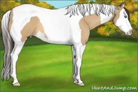 Horse Color:Amber Cream Champagne Splash Tobiano 