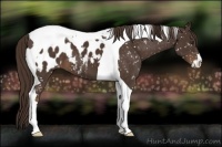 Horse Color:Liver Chestnut Sabino Tobiano Blanket 