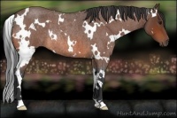 Horse Color:White Spotted Bay Roan Rabicano 