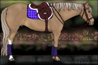 Horse Color:Palomino 