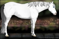 Horse Color:White Spotted Blue Roan Splash Snowcap 
