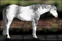 Horse Color:White Spotted Blue Roan Appaloosa 