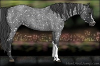 Horse Color:Blue Roan Appaloosa 